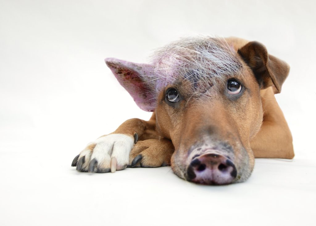Der Schweinehund hindert Dich am Durchhalten