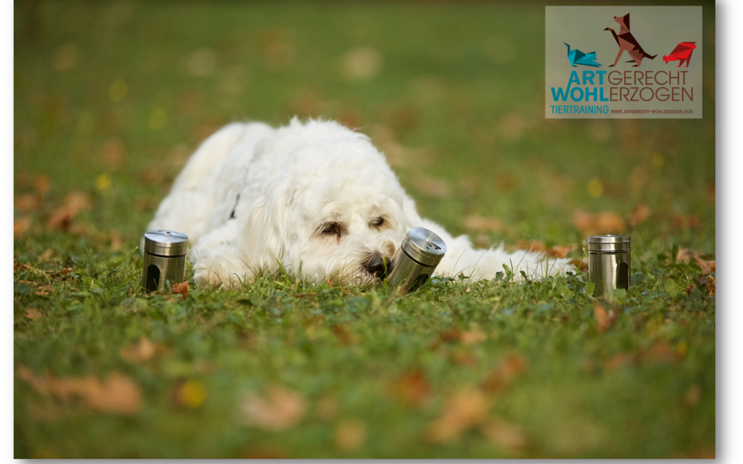 Das Anzeigeverhalten im Hundetraining – eine der wichtigsten Vorübungen für Unterscheidungsaufgaben