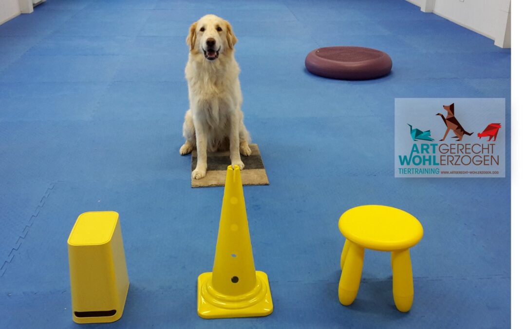 Startposition und Startritual in der Hundeausbildung
