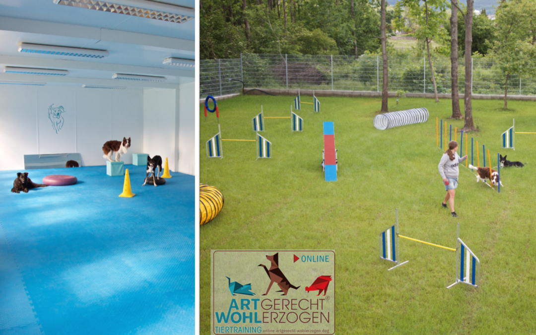 JUBILÄUM! 5 Jahre Hundeschule ARTgerecht-WOHLerzogen!