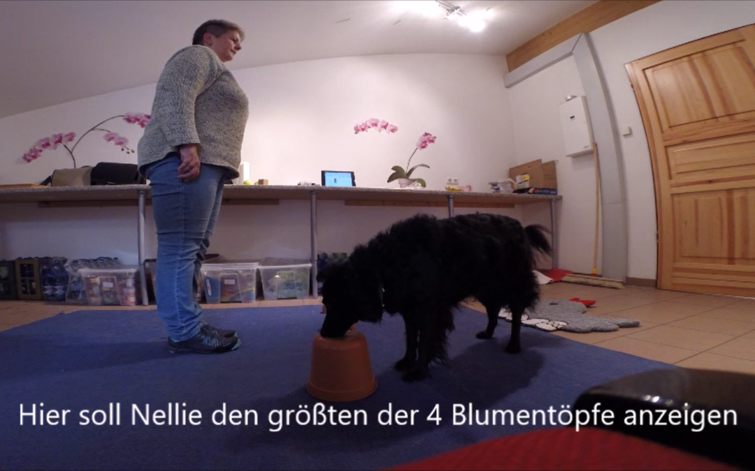 Können Hunde ganze Konzepte verstehen? Definitiv!