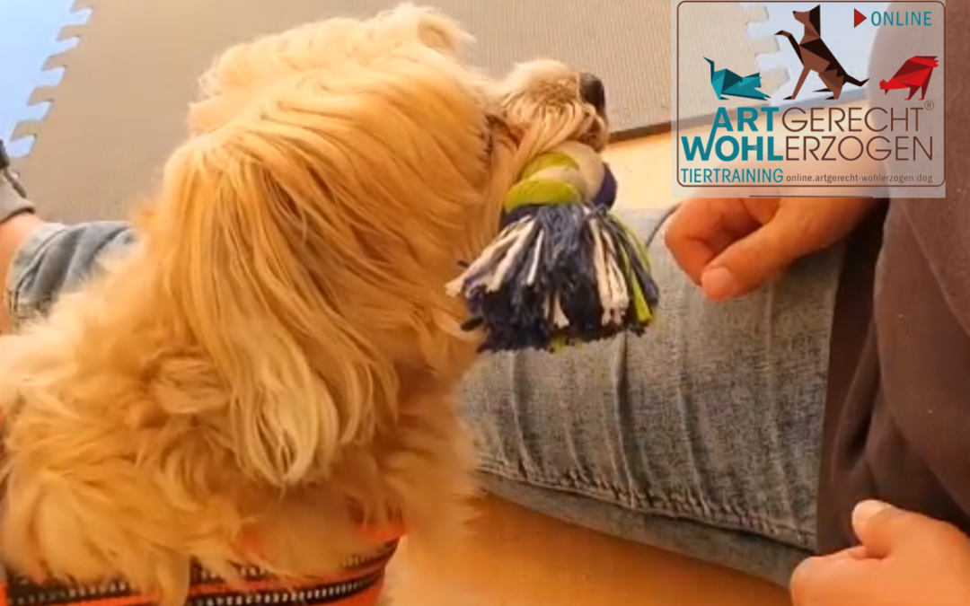 Exaktheit im Hundetraining – der Klick-Trick
