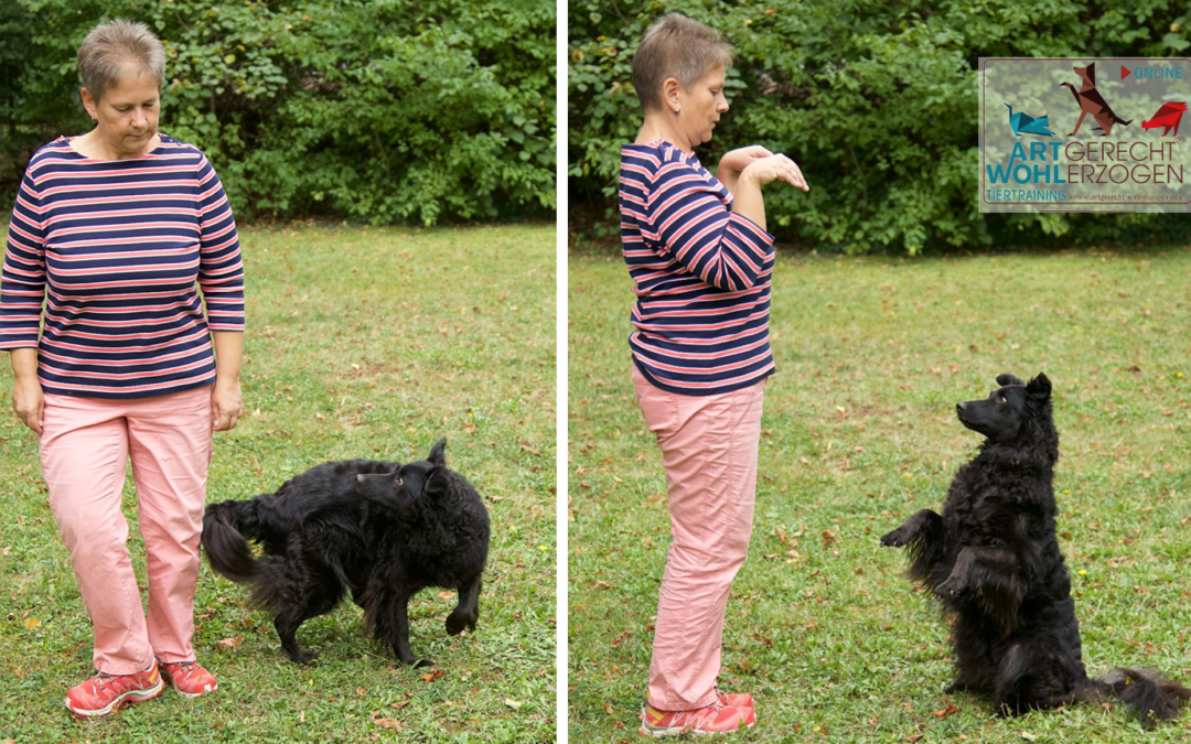 Do-as-I-do – eine besondere Form des Konzeptlernens