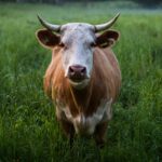 Ist rotes Fleisch gesundheitsschädlich?
