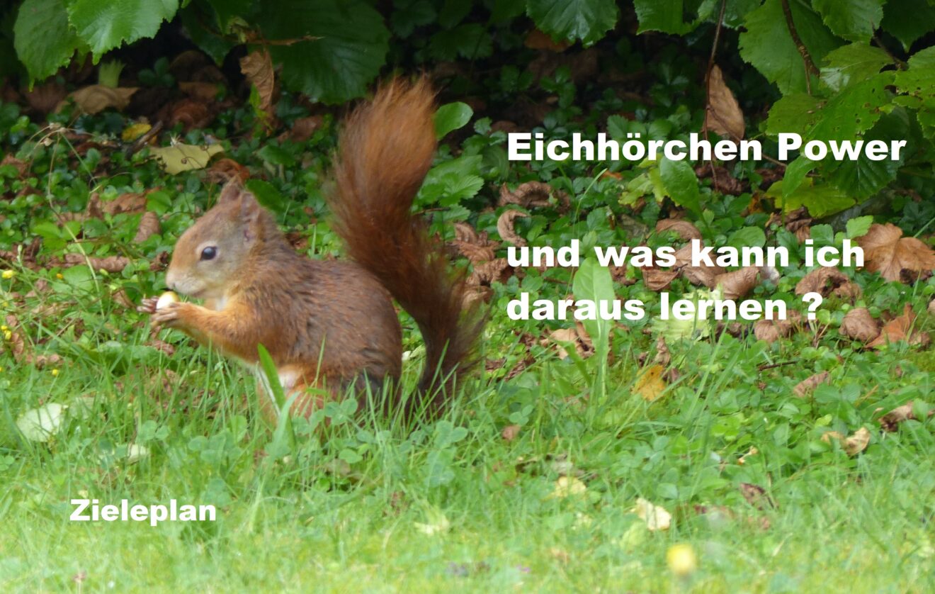 Eichhörnchen Power und was kann ich daraus lernen? Zieleplan