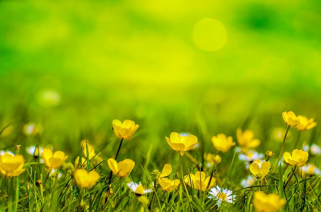 Was ist der Schöpfergarten? (aktualisiert im März 2018)