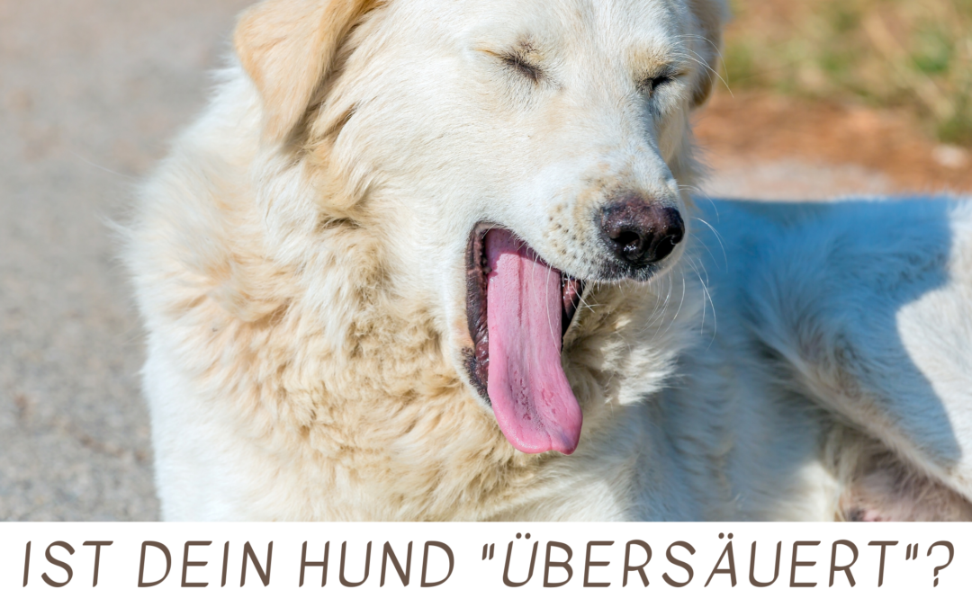 Übersäuerung beim Hund
