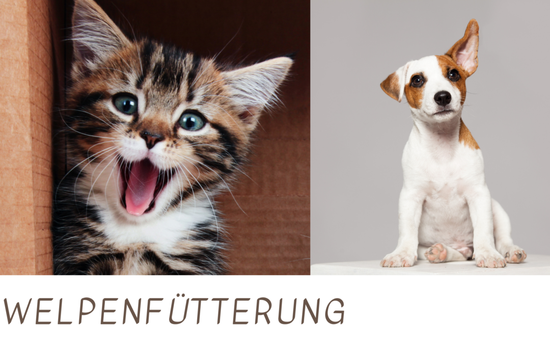 Welpenfütterung – Was, wie oft und wie viel?