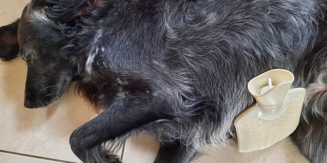 Mein Hund verträgt kein BARF!