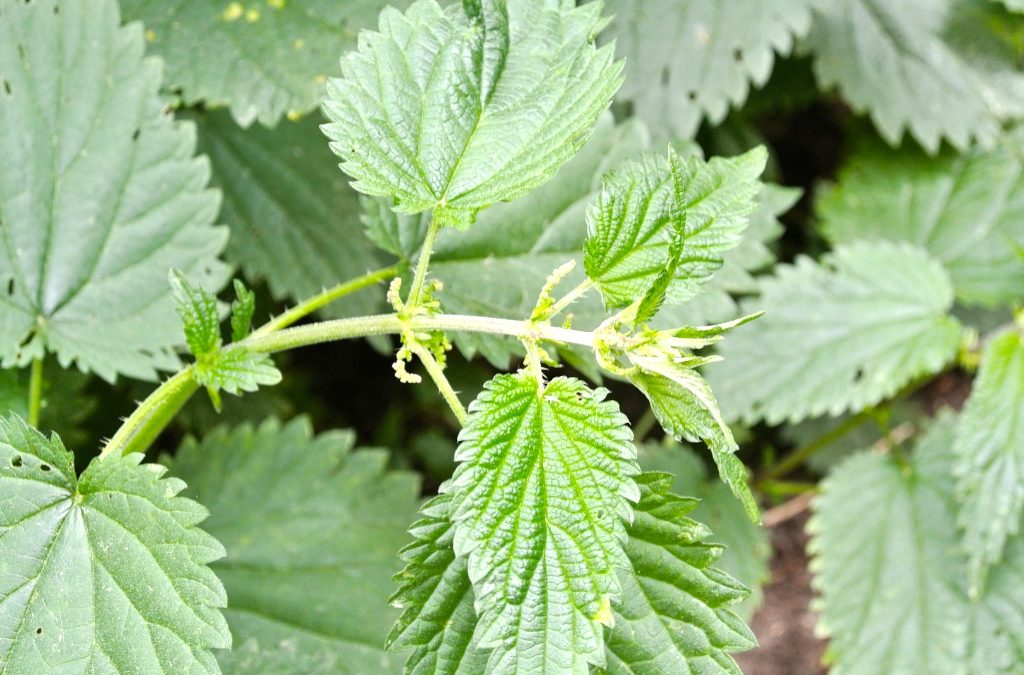 Brennnessel – von Nährstoffbombe bis Detox