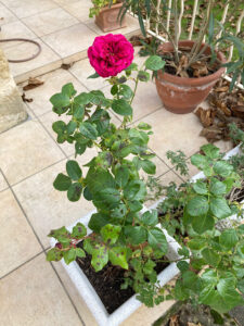 blühende Rose im Winter
