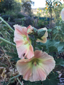 Stockrosenblüte