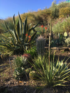 Kakteengarten