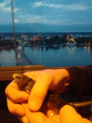 Tervapääskyn vapauttaminen