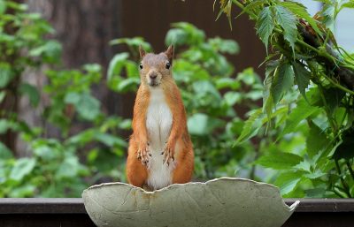orava ruukussa