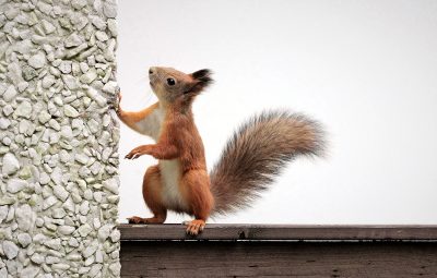 orava
