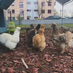 IMG 20251111 182356 700