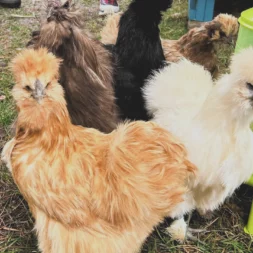 IMG 20251111 182356 716