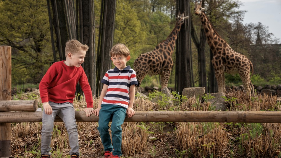 Zoo Plzeň žirafy