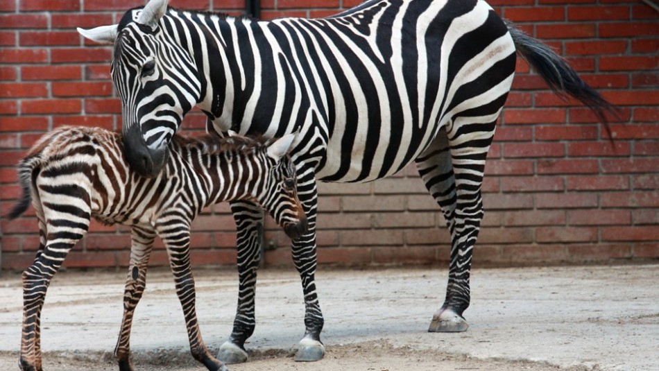 Zebra bezhřívá z Plzeňské zoo