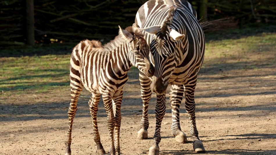 Zoo Plzeň zebra bezhřívá mláďata zdroj FB Zoo Plzeň