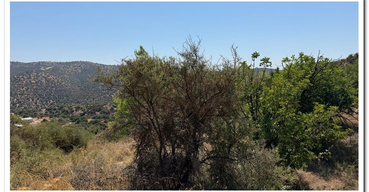 STAVROULLA LAND 6380M2 (4)