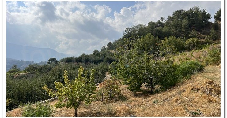 KYPEROUNTA 6366 (36)