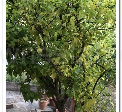 PERA PEDI MYRIA ATHENS (13)