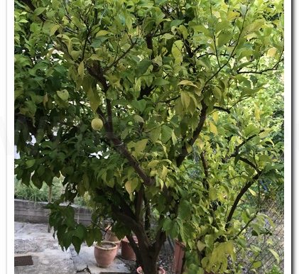 PERA PEDI MYRIA ATHENS (13)