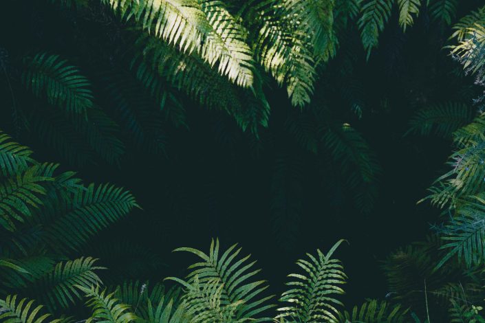 Screenshot_2018-08-03-yoal-desurmont-523820-unsplash-jpg-JPEG-Image-6000-×-4000-pixels-Scaled-243