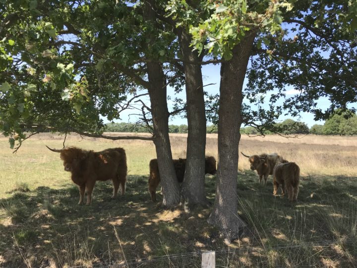 Viisi Merenwijk hooglanders
