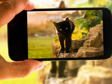 Kätzchen im Display eines Smartphones