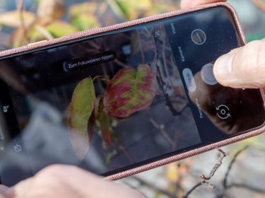 Mit dem Google Pixel 3 XL ein Foto aufnehmen.