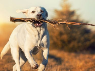 Mit dem Hund auf einen Spaziergang gehen.