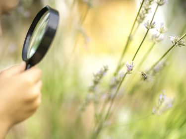 Junge erkennt Insekten in der Natur.
