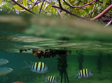 Das Projekt Living Seawall soll Ozeane vor Verschmutzung bewahren