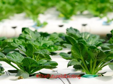 Hydrokulturen helfen Wasser zu sparen