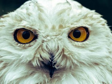 Harry Potters Schneeeule Hedwig.