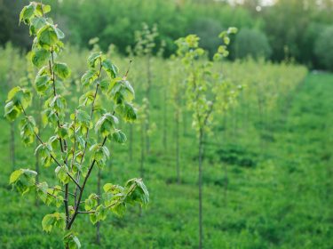 Baumschule, die den Klimaschutz unterstützen soll