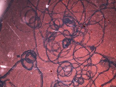 Forscher aus den USA haben Roboter aus Froschzellen programmiert.