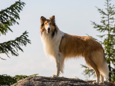 Lassie: Eine abenteuerliche Reise_Lassie