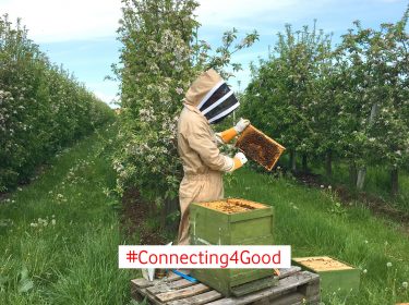 Ein Imker und ein Bienenvolk auf einem blühenden Feld.