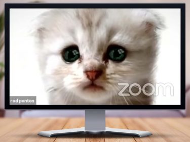 Screenshot Katze Zoom
