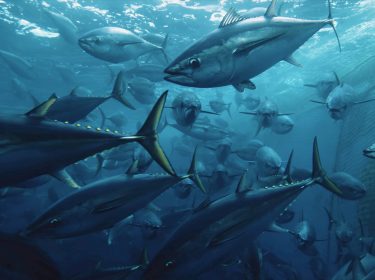 Thunfische schwimmen im Schwarm vor einem Fischernetz weg.