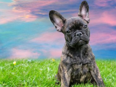 Hund fotografieren (Französische Bulldogge)
