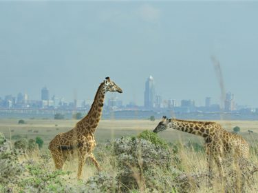 giraffen auf einem Feld und Industriegebiet im Hintergrund