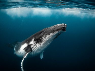 Wale und andere Meeresbewohner sollen durch Technologien zur Rettung der Ozeane geschützt werden