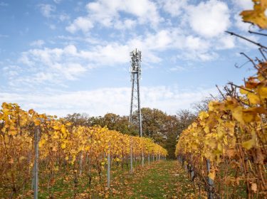 Das Foto zeigt einen Mobilfunkmast in einem Weinberg