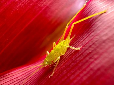 Naturfotos eines Graßhüpfers auf einem roten Blatt