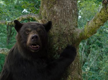 Der verrückt gewordene Bär in 